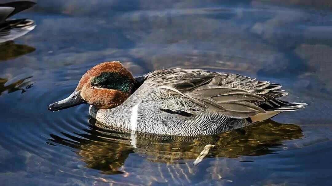 Green-winged Teal